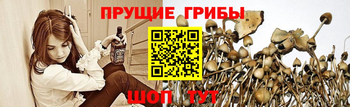 Галлюциногенные грибы прущие грибы  Вход с VPN  Качканар 